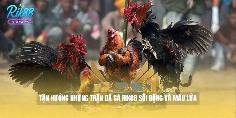 Tận hưởng những trận Đá Gà Rik88 sôi động và máu lửa